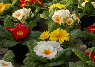colorful primroses