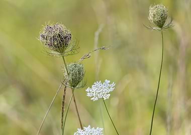 wildflower in summer