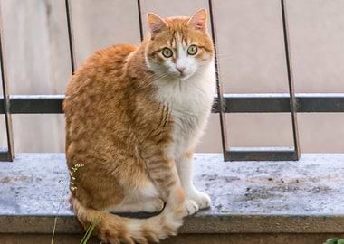 cute cat in the backyard