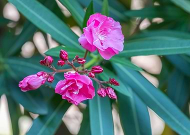 pink oleander