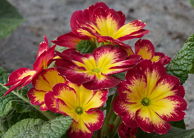 colorful primroses
