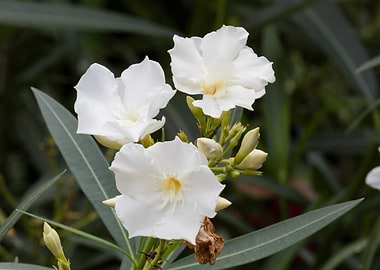 oleander in the garden