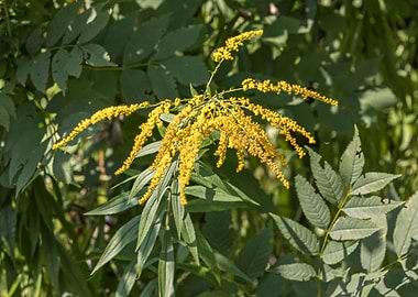 wildflower in summer