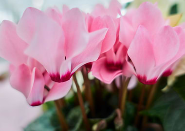 pink cyclamen in bloom