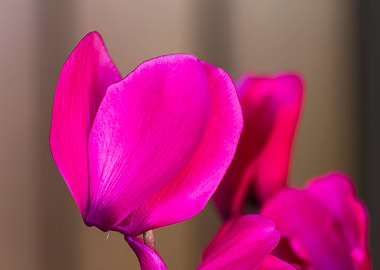 pink cyclamen in bloom