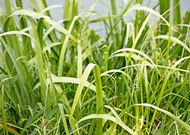 Brombachsee zeltwiese area