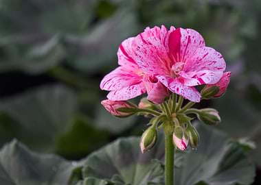 geranium in bloom