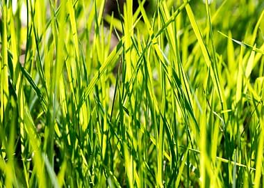 Grass leaves close up