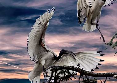 sacred ibis bird on tree