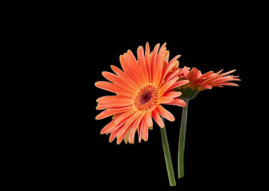 red gerbera daisy