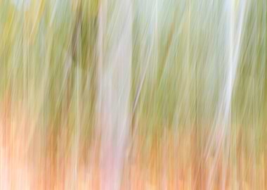 Panning Trees