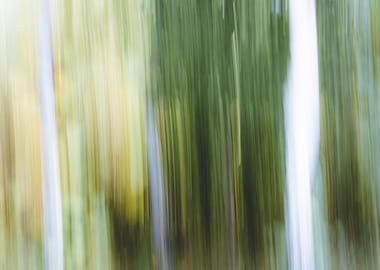 Panning Trees