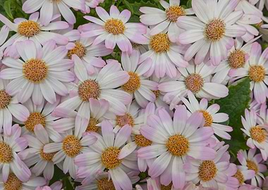 pink daisy in bloom