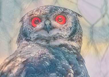 real owl in the farm