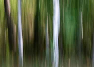 Panning Trees