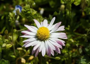 daisies in spring