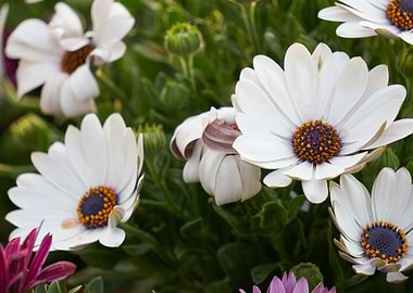 dimorphoteca african daisy