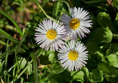 daisy in the meadow