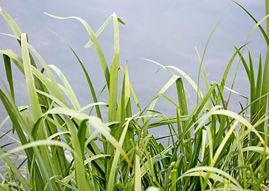 Brombachsee zeltwiese area