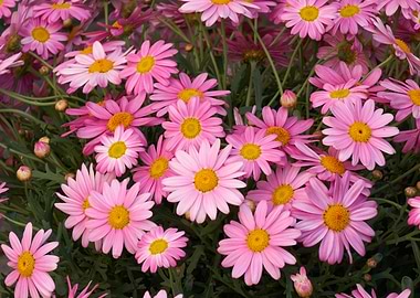 pink daisy in bloom