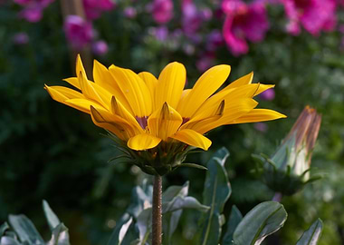 gerbera daisy in the vase
