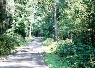 Wild forest empty roads