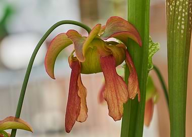 nepenthes carnivorous