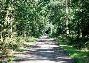 Wild forest empty roads