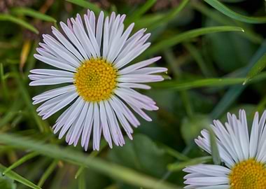 daisy in the meadow