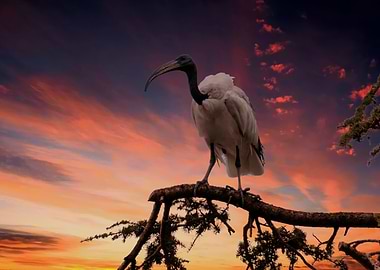 sacred ibis bird on tree