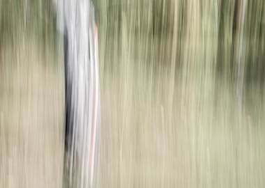 Panning Trees