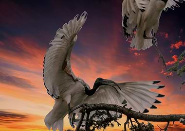 sacred ibis bird on tree