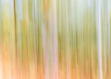 Panning Trees