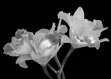 orchid on blue background