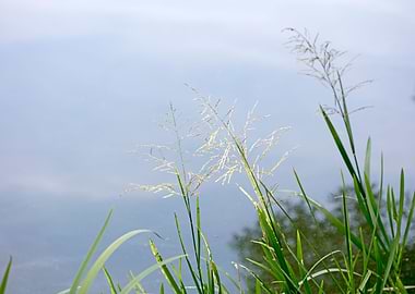 Brombachsee zeltwiese area