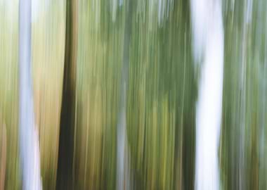 Panning Trees