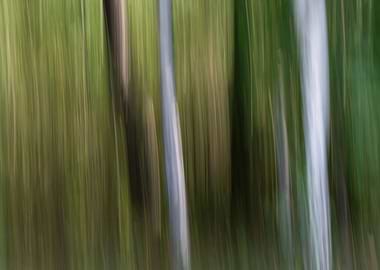 Panning Trees