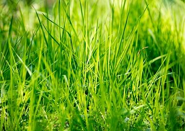 Grass leaves close up