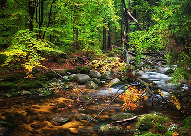 Stream In Autumn Forest