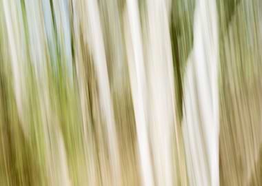 Panning Trees