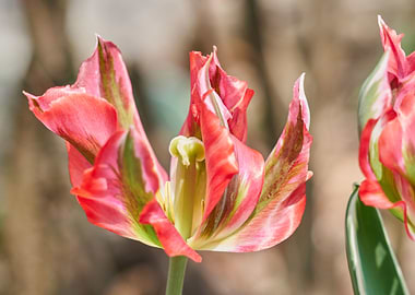 tulip in bloom