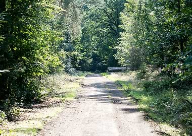 Wild forest empty roads
