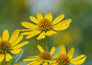 yellow rudbeckia flower