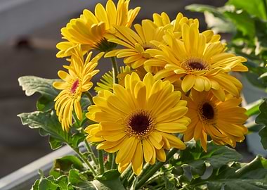gerbera daisy in the vase