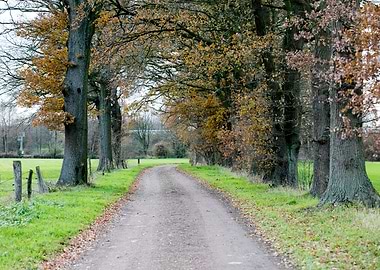 Wild forest empty roads