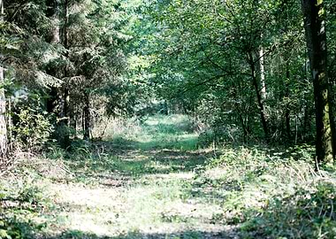 Wild forest empty roads