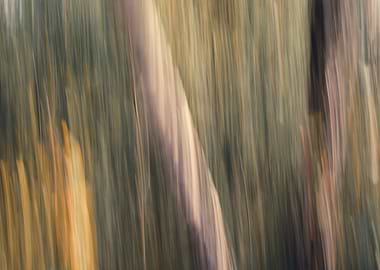 Panning Trees