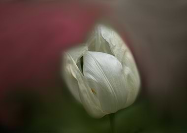 tulip in bloom