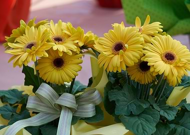 gerbera daisy in the vase