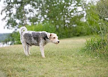 Brombachsee zeltwiese area